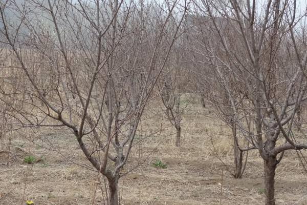 桃樹重茬解決方法