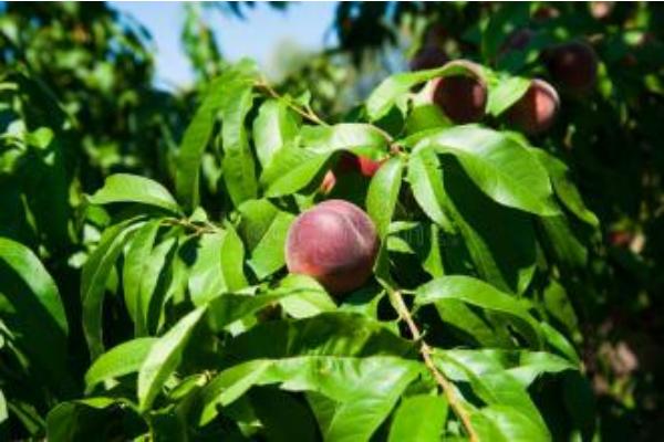 桃樹重茬解決方法