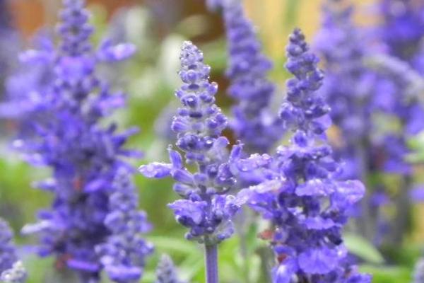 丹參畝產(chǎn)鮮貨多少公斤