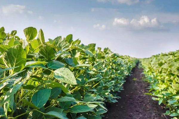 東升3大豆品種介紹