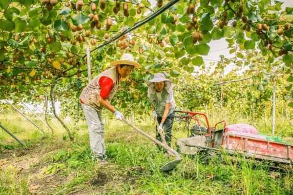 果園除草用什么除草劑,能達到除草目的還無害