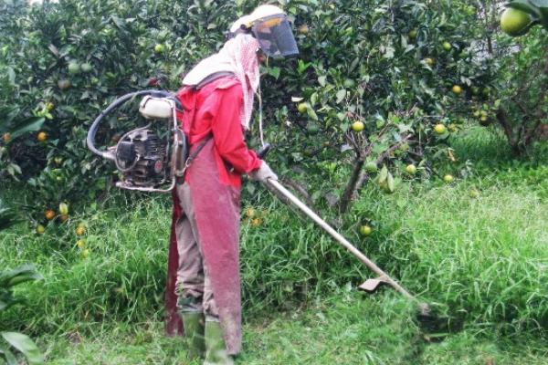 果園除草用什么除草劑,能達到除草目的還無害