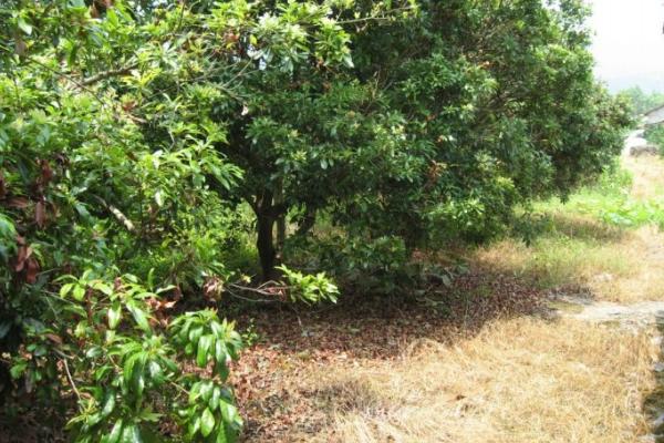 果園除草用什么除草劑,能達到除草目的還無害