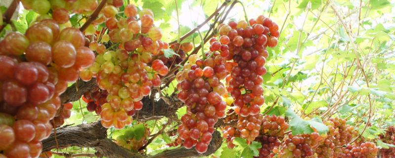 果園除草用什么除草劑，能達到除草目的還無害