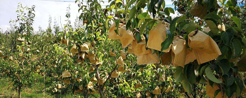 圓黃梨種植條件，氣候干旱少雨，土質選擇沙壤土