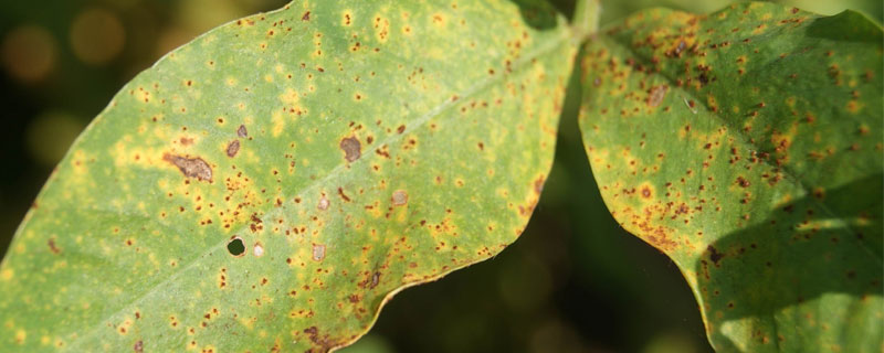 氟環唑的作用與效果，治銹病、立枯病及白粉病