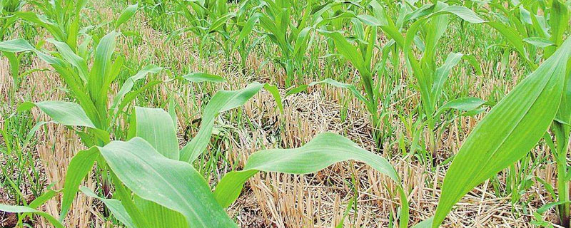 除草劑打了多久才安全