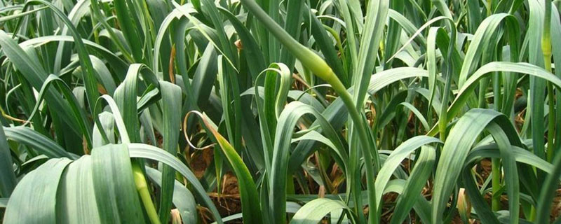 蒜苔怎么長出來的