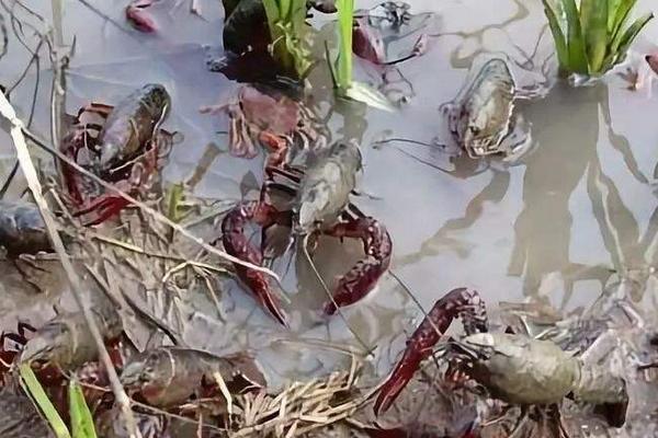 特色養(yǎng)殖項目