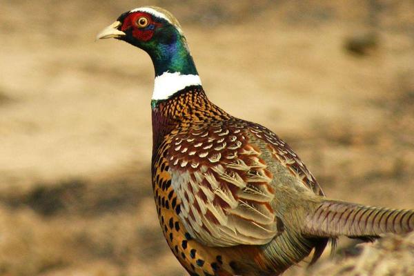 適合農村的特色養殖