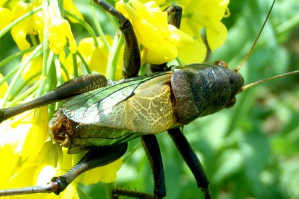 特色養(yǎng)殖項目