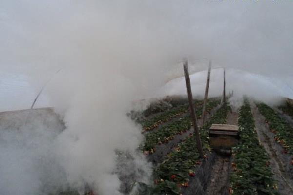用柴油做煙霧劑對蔬菜有害嗎