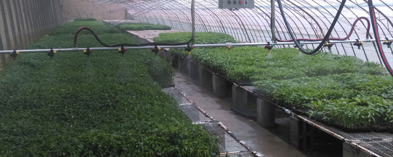 用柴油做煙霧劑對蔬菜有害嗎