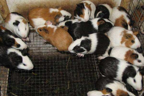 適合農村的特色養殖