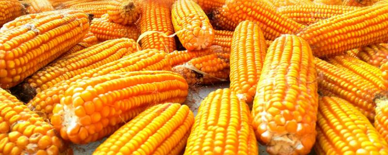 中單808玉米品種介紹，穗軸紅色玉米粒為黃色