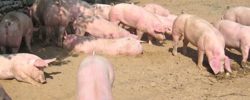 決定下半年豬價一直能漲的三個因素