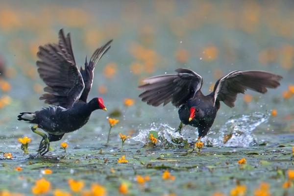適合農村的特色養殖