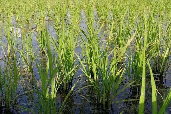海水稻種植的條件
