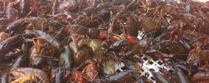 龍蝦苗哪里買？江蘇與湖北龍蝦養(yǎng)殖基地有