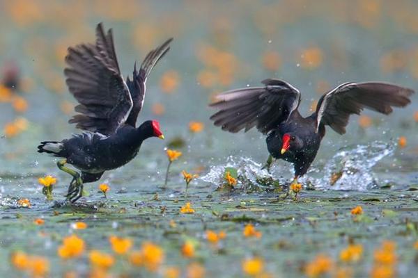 特色養(yǎng)殖項目