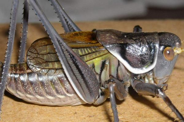 適合農村的特色養殖