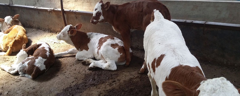 哪里出售牛犢多少錢？2500至5000元一頭，品種決定價格