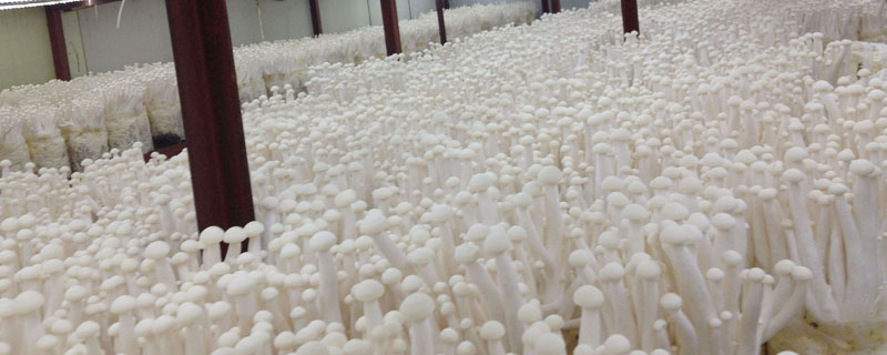 金針菇長在哪里？野生的長在陰暗潮濕朽木上