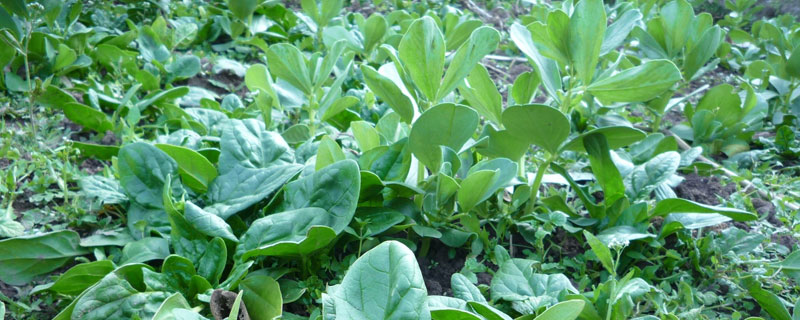 赤霉素用法與用量（含多種農作物），超詳細建議收藏