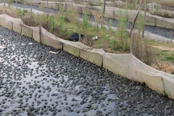 牛蛙吃什么飼料