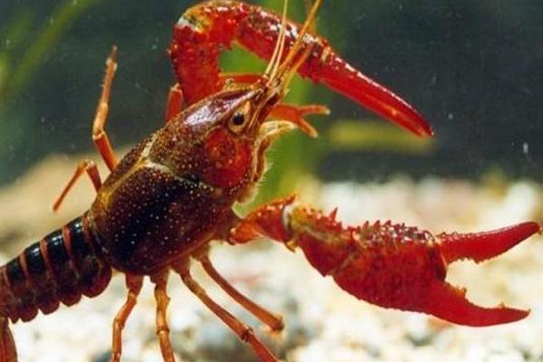 小龍蝦市場好需求大,養殖戶個個賺得笑嘻了