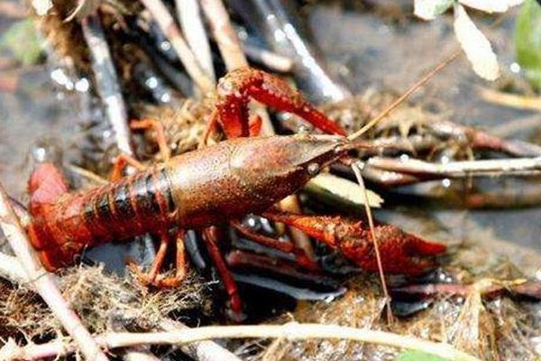 小龍蝦市場好需求大,養殖戶個個賺得笑嘻了