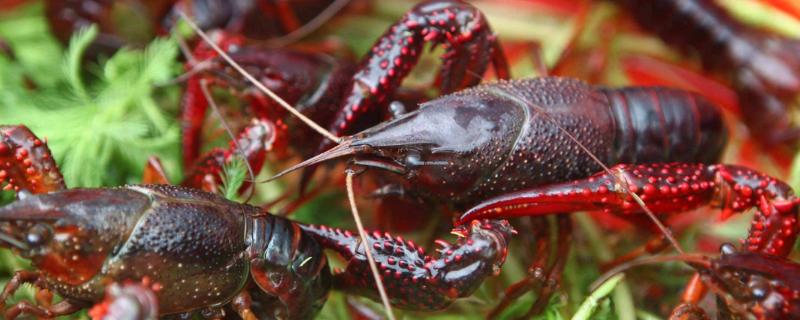 小龍蝦市場好需求大，養殖戶個個賺得笑嘻了