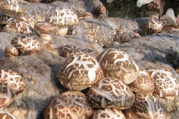 香菇的種植方法及原料