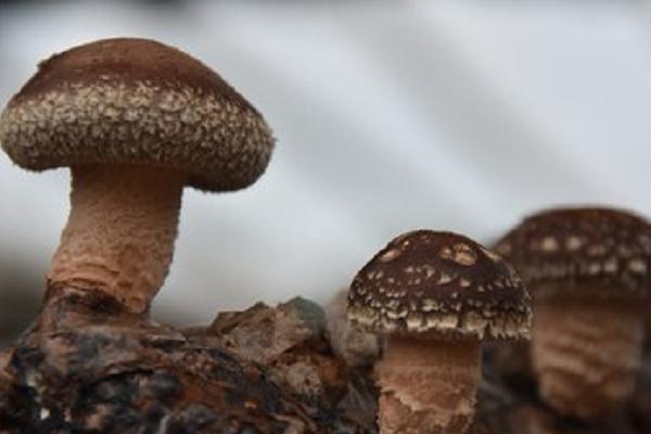 香菇的種植方法及原料