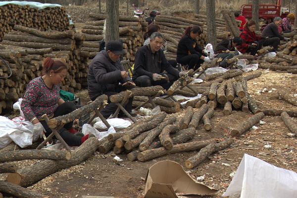 香菇的種植方法及原料