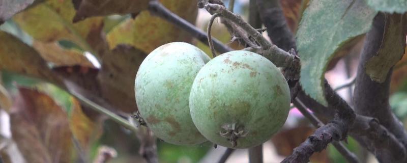 聯苯肼酯，除螨克星