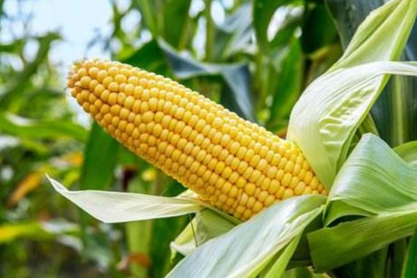 東農254玉米品種