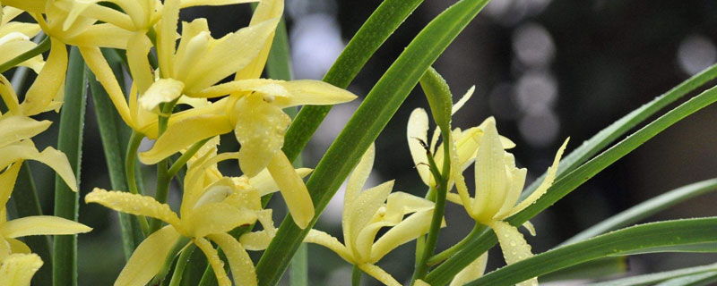 大將軍蘭花養殖方法,花期種植注意施肥