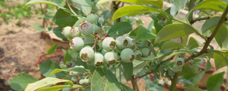 嘧菌酯可防治什么??？不同作物需注意用量