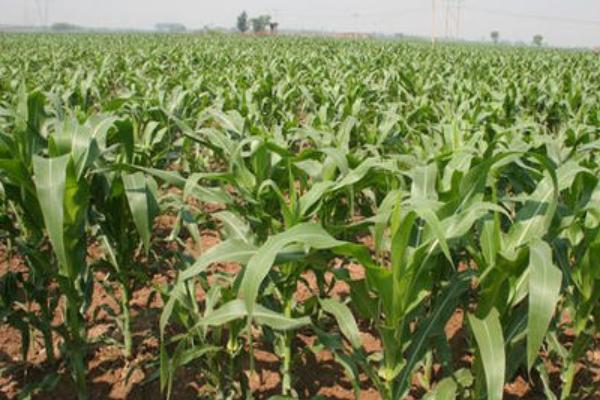 水果玉米種子哪里買