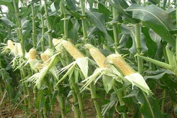 水果玉米種子哪里買