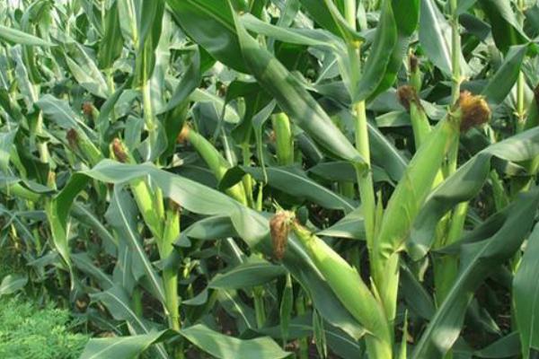 水果玉米種子哪里買