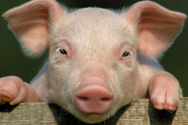 豬前貼為什么那么便宜