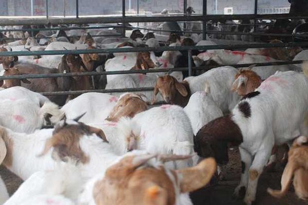 養殖羊國家補貼