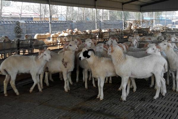 養殖羊國家補貼