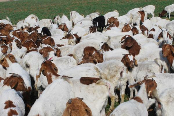 養殖羊國家補貼