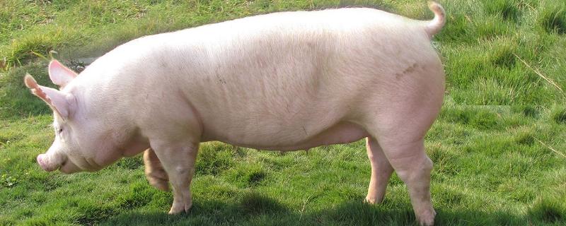 母豬癱瘓了打什么針，需明確病情后再治療