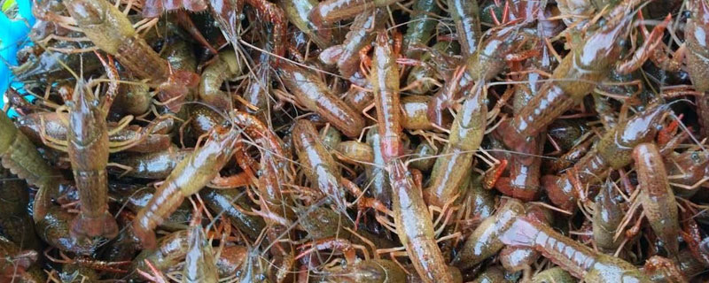 龍蝦種苗哪里進(jìn)貨？江蘇湖北養(yǎng)殖較多