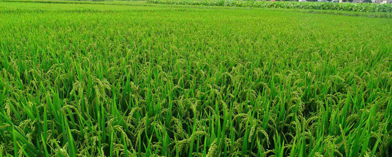 作物品種的名次解釋?zhuān)Ｒ?jiàn)的7個(gè)農(nóng)作物類(lèi)別