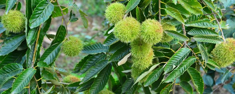 如何提高板栗苗成活率,合理配制授粉樹